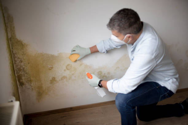 Best Mold Documentation for Insurance Claims  in Harb, OR
