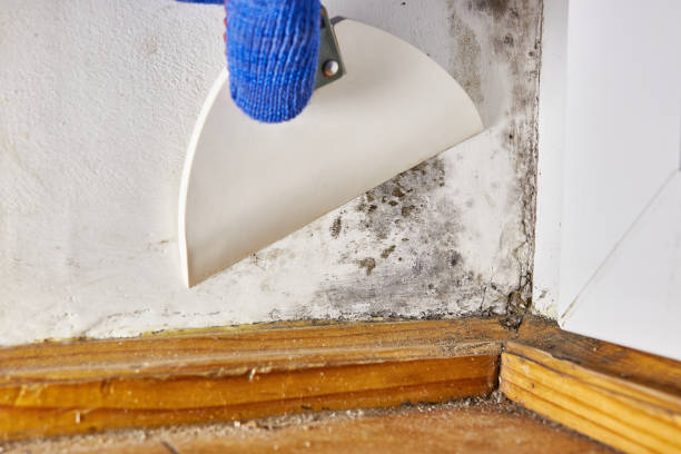 Best HVAC Mold Inspection and Cleaning  in Harb, OR